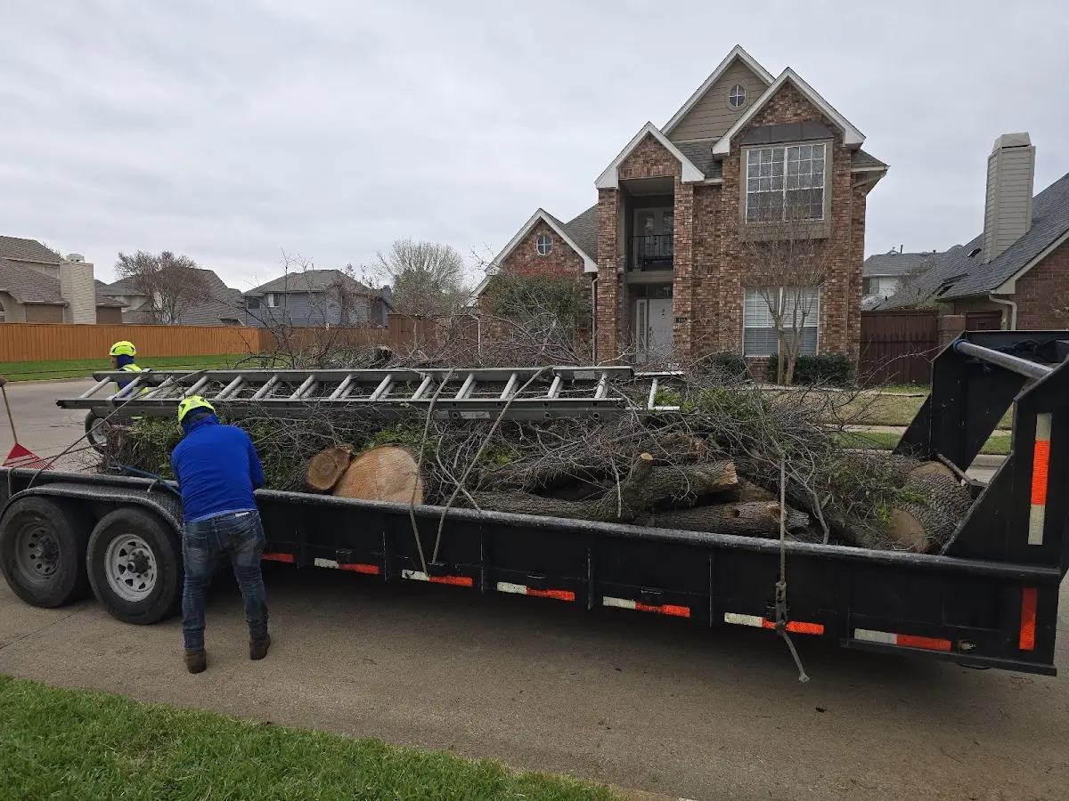 Expert Deadwooding with proper safety equipment in Greenwood